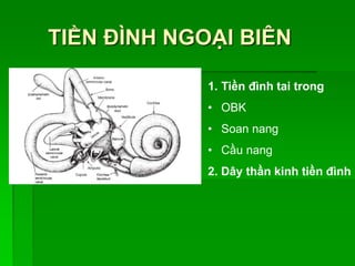 TIỀN ĐÌNH NGOẠI BIÊN
1. Tiền đình tai trong
• OBK
• Soan nang
• Cầu nang
2. Dây thần kinh tiền đình
 