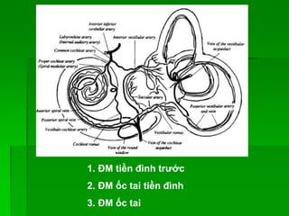 1. ĐM tiền đình trước
2. ĐM ốc tai tiền đình
3. ĐM ốc tai
 