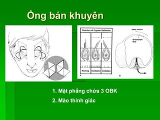 Ống bán khuyên
1. Mặt phẳng chứa 3 OBK
2. Mào thính giác
 