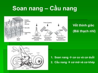 Soan nang – Cầu nang
Vết thính giác
(Bãi thạch nhĩ)
1. Soan nang  cơ co và cơ duỗi
2. Cầu nang  cơ mở và cơ khép
 