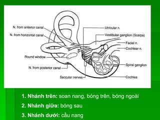 1. Nhánh trên: soan nang, bóng trên, bóng ngoài
2. Nhánh giữa: bóng sau
3. Nhánh dưới: cầu nang
 