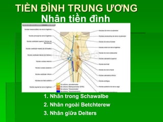 TIỀN ĐÌNH TRUNG ƯƠNG
1. Nhân trong Schawalbe
2. Nhân ngoài Betchterew
3. Nhân giữa Deiters
Nhân tiền đình
 