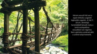 Három vessző híd van a
Japán Shikoku szigetek
legkisebb szigetén. A híd 7-
10 cm. átmérőjű
farönkökből készült mely a
tartó oszlopokhoz
vesszőkkel van rögzítve.
Nem ajánlatos azoknak akik
a szilárd talajt kedvelik.
 
