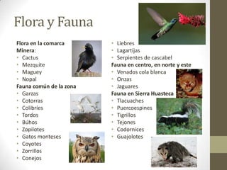 Flora y Fauna
Flora en la comarca      • Liebres
Minera:                  • Lagartijas
• Cactus                 • Serpientes de cascabel
• Mezquite               Fauna en centro, en norte y este
• Maguey                 • Venados cola blanca
• Nopal                  • Onzas
Fauna común de la zona   • Jaguares
• Garzas                 Fauna en Sierra Huasteca
• Cotorras               • Tlacuaches
• Colibríes              • Puercoespines
• Tordos                 • Tigrillos
• Búhos                  • Tejones
• Zopilotes              • Codornices
• Gatos monteses         • Guajolotes
• Coyotes
• Zorrillos
• Conejos
 