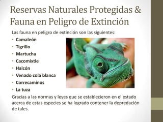 Reservas Naturales Protegidas &
Fauna en Peligro de Extinción
Las fauna en peligro de extinción son las siguientes:
• Camaleón
• Tigrillo
• Martucha
• Cacomixtle
• Halcón
• Venado cola blanca
• Correcaminos
• La tuza
Gracias a las normas y leyes que se establecieron en el estado
acerca de estas especies se ha logrado contener la depredación
de tales.
 