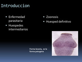 Introduccion 
 Enfermedad 
parasitaria 
 Huespedes 
intermediarios 
 Zoonosis 
 Huesped definitivo 
Forma lavaria, es ...