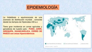 EPIDEMIOLOGÍA
La hidatidosis o equinococosis es una
zoonosis de distribución mundial , conocida
desde los tiempos de Hipócrates 430 a.c
Tiene gran incidencia en zonas agrícolas y
ganaderas de nuestro país : PUNO, JUNÍN,
AREQUIPA, HUANCAVELICA, CERRO DE
PASCO son áreas hiperendémicas
 