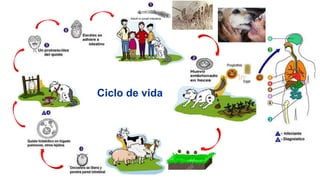 Ciclo de vida
 