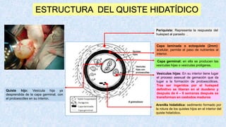 ESTRUCTURA DEL QUISTE HIDATÍDICO
Capa laminada o ectoquiste (2mm):
acelular, permite el paso de nutrientes al
interior.
Capa germinal: en ella se producen las
vesículas hijas o vesículas proligeras.
Quiste hijo: Vesícula hija ya
desprendida de la capa germinal, con
el protoescólex en su interior.
Arenilla hidatídica: sedimento formado por
la rotura de los quistes hijos en el interior del
quiste hidatídico.
Vesículas hijas: En su interior tiene lugar
el proceso asexual de gemación que da
lugar a la formación de protoescólices.
Tras ser ingeridos por el huésped
definitivo se liberan en el duodeno y
después de 4 – 6 semanas después se
transforman en cestodos maduros
Periquiste: Representa la respuesta del
huésped al parasito .
 