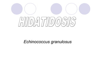 Echinococcus granulosus
 