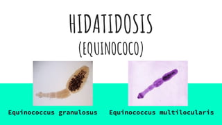 HIDATIDOSIS
(EQUINOCOCO)
Equinococcus granulosus Equinococcus multilocularis
 