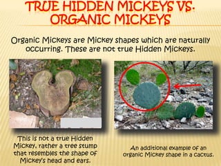 True Hidden Mickeys vs. organic MickeysOrganic Mickeys are Mickey shapes which are naturally occurring. These are not true Hidden Mickeys.This is not a true Hidden Mickey, rather a tree stump that resembles the shape of Mickey’s head and ears.An additional example of an organic Mickey shape in a cactus.