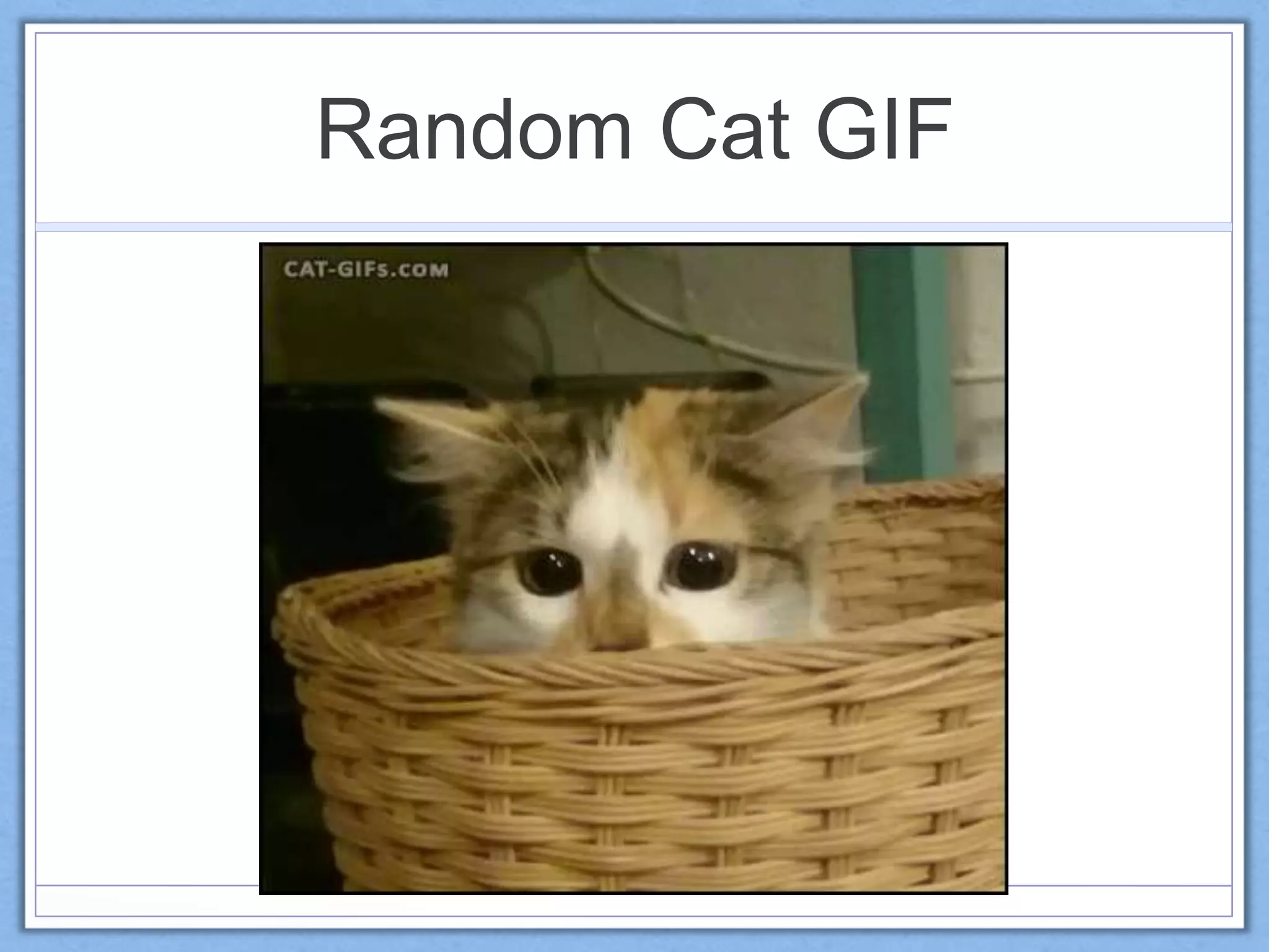 Random Cat GIF
 