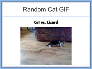 Random Cat GIF
 