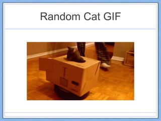 Random Cat GIF
 