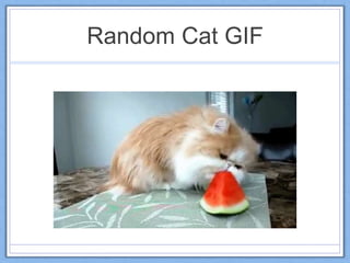 Random Cat GIF
 