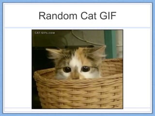 Random Cat GIF
 