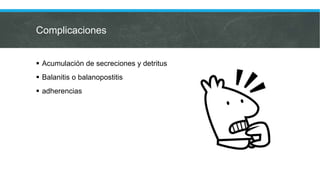 Complicaciones
 Acumulación de secreciones y detritus
 Balanitis o balanopostitis
 adherencias
 