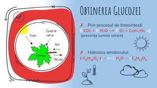 Obtinerea Glucozei
✗ Prin procesul de fotosinteză:
6 CO2 + 6 H2O → 6 O2 + C6H12O6 -Q
(prezența luminii solare)
✗ Hidroliza amidonului:
(-C6
H10
O5
-)n
+ (n-1)H2
O → nC6
H12
O6
 