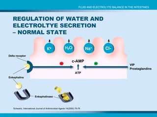 c-AMP ATP VIP Prostaglandins Schwartz.  International Journal of Antimicrobial Agents  14(2000) 75-79 Enkephalins REGULATION OF WATER AND ELECTROLTYE SECRETION – NORMAL STATE  Enkephalinase Delta receptor FLUID AND ELECTROLYTE BALANCE IN THE INTESTINES 