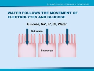 Glucose, Na + , K + , Cl - , Water WATER FOLLOWS THE MOVEMENT OF ELECTROLYTES AND GLUCOSE Gut lumen   Enterocyte FLUID AND ELECTROLYTE BALANCE IN THE INTESTINES 