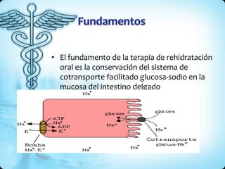 • El fundamento de la terapia de rehidratación
oral es la conservación del sistema de
cotransporte facilitado glucosa-sodio en la
mucosa del intestino delgado
 