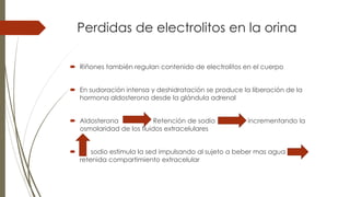 Perdidas de electrolitos en la orina
 Riñones también regulan contenido de electrolitos en el cuerpo
 En sudoración intensa y deshidratación se produce la liberación de la
hormona aldosterona desde la glándula adrenal
 Aldosterona Retención de sodio incrementando la
osmolaridad de los fluidos extracelulares
 sodio estimula la sed impulsando al sujeto a beber mas agua
retenida compartimiento extracelular
 