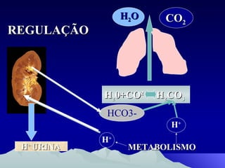 REGULAÇÃO H 2 0+CO 2   H 2 CO 3   CO 2 METABOLISMO H +   HCO3- H + H +  URINA H 2 O 