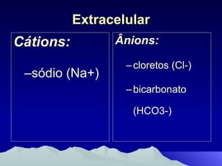 Extracelular Cátions:   sódio (Na+)  Ânions:   cloretos (Cl-) bicarbonato (HCO3-) 