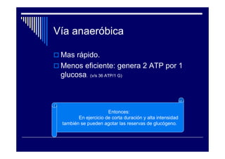 Vía anaeróbica

 Mas rápido.
 Menos eficiente: genera 2 ATP por 1
 glucosa. (v/s 36 ATP/1 G)



                      Entonces:
        En ejercicio de corta duración y alta intensidad
 también se pueden agotar las reservas de glucógeno.
 