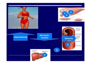 G
                                G
                                    G




                Secreción
catecolaminas    insulina       Glicemia


                                    G

                            G

                    G
 