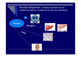 Glucosa Sanguínea: su destino depende de una
     multitud de factores y el ejercicio es uno muy importante.


              E


Glucosa
                  Glicógeno


          Gra
             sa
 