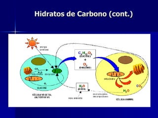 Hidratos de Carbono (cont.) 