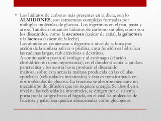 • Los hidratos de carbono más presentes en la dieta, son lo
  ALMIDONES, son estructuras complejas formadas por
  múltiples moléculas de glucosa. Los ingerimos en el pan, pasta y
  arroz. También tomamos hidratos de carbono simples, como son
  los disacáridos, como la sacarosa (azúcar de caña), la galactosa
  y la lactosa (azúcar de la leche).
  Los almidones comienzan a digerirse a nivel de la boca por
  acción de la amilasa salivar o ptialina, cuya función es hidrolizar
  las cadenas largas, reduciéndolas a dextrinas.
  A continuación pasan al esófago y al estómago (el ácido
  clorhídrico no tiene importancia); en el duodeno actúa la amilasa
  pancreática y los acorta hasta producir el disacárido
  maltosa, sobre ésta actúa la maltasa producida en las células
  epiteliales (vellosidades intestinales) y ésta es transformada en
  dos moléculas de glucosa. La fructosa se absorbe mediante un
  mecanismo de difusión que no requiere energía. Se absorben a
  nivel de las vellosidades intestinales, se dirigen por el sistema
  porta por la sangre hacia el hígado, en el cual las moléculas de
  fructosa y galactosa quedan almacenadas como glucógeno.
 