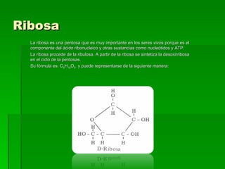 Ribosa
  La ribosa es una pentosa que es muy importante en los seres vivos porque es el
  componente del ácido ribonucleico y otras sustancias como nucleótidos y ATP.
  La ribosa procede de la ribulosa. A partir de la ribosa se sintetiza la desoxirribosa
  en el ciclo de la pentosas.
  Su fórmula es: C5H10O5. y puede representarse de la siguiente manera:
 