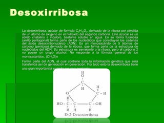Desoxirribosa
  La desoxirribosa, azúcar de fórmula C5H10O4, derivado de la ribosa por pérdida
  de un átomo de oxígeno en el hidroxilo del segundo carbono. Este azúcar es un
  sólido cristalino e incoloro, bastante soluble en agua. En su forma furanosa
  (anillo pentagonal) forma parte de los nucleótidos que constituyen las cadenas
  del ácido desoxirribonucleico (ADN). Es un monosacárido de 5 átomos de
  carbono (pentosa) derivado de la ribosa, que forma parte de la estructura de
  nucleótidos del ADN. Su estructura es semejante a la ribosa, pero el carbono 2
  no posee un grupo alcohol. No responde a la fórmula general de los
  monosacáridos, (CH2O)n
  Forma parte del ADN, el cual contiene toda la información genética que será
  transferida así de generación en generación. Por todo esto la desoxirribosa tiene
  una gran importancia en todo ser vivo existente.
 