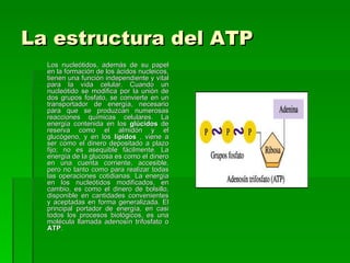 La estructura del ATP
  Los nucleótidos, además de su papel
  en la formación de los ácidos nucleicos,
  tienen una función independiente y vital
  para la vida celular. Cuando un
  nucleótido se modifica por la unión de
  dos grupos fosfato, se convierte en un
  transportador de energía, necesario
  para que se produzcan numerosas
  reacciones químicas celulares. La
  energía contenida en los glúcidos de
  reserva como el almidón y el
  glucógeno, y en los lípidos , viene a
  ser como el dinero depositado a plazo
  fijo; no es asequible fácilmente. La
  energía de la glucosa es como el dinero
  en una cuenta corriente, accesible,
  pero no tanto como para realizar todas
  las operaciones cotidianas. La energía
  en los nucleótidos modificados, en
  cambio, es como el dinero de bolsillo,
  disponible en cantidades convenientes
  y aceptadas en forma generalizada. El
  principal portador de energía, en casi
  todos los procesos biológicos, es una
  molécula llamada adenosín trifosfato o
  ATP.
 