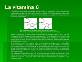 La vitamina C
  La oxidación de glucosa por enzimas en casi todos los organismos vivos puede dar por
  resultado un producto muy útil, el acido ascórbico (vitamina C). El acido ascórbico puede sufrir
  fácilmente oxidación/reducción y, por lo tanto, es capas de participar en reacciones redox
  biológicas como cofactor.




                 A la izquierda: ácido ascórbico (forma reducida de la vitamina C).
                 A la derecha: ácido dehidroascórbico (forma oxidada de la vitamina C).

  Albert Szent-Gyorgyi y Walter Haworth compartieron el premio nobel en 1937 por sus
  investigaciones sobre el aislamiento del acido ascórbico y su identificación como el material de
  la dieta necesario para prevenir la enfermedad conocida como escorbuto. La vitamina C fue
  redescubierta en 1970 por Linus Pauling, quien postulo que podría ser un potente protector
  contra infecciones virales.
  El escorbuto es una enfermedad del tejido conectivo de la piel, ligamentos y huesos. Este
  tejido se compone de las proteínas colágeno y elastina, las cuales durante un complejo
  proceso bioquímico sufren una oxidación en la cual interviene el acido ascórbico. Cuando hay
  deficiencia de acido ascórbico en la dieta, el esmalte dentario se debilita y se pierden los
  dientes, se sufren hemorragias nasales y se pierden las defensas, lo cual ocasiona en ultimo
  termino, la muerte.
  Los marineros sufrían mucho hasta que se descubrió que el consumo de los frutos y jugos
  cítricos prevenían el escorbuto. La cantidad de vitamina C que se necesita para prevenir el
  escorbuto es de solo 6,5 a 10 mg por día, los cuales se pueden obtener fácilmente de una
  dieta balanceada .
 