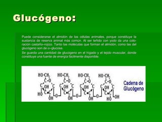 Glucógeno :
 Puede considerarse el almidón de las células animales, porque constituye la
 sustancia de reserva animal más común. Al ser teñido con yodo da una colo-
 ración castaño–rojizo. Tanto las moléculas que forman el almidón, como las del
 glucógeno son de α–glucosa.
 Se guarda una cantidad de glucógeno en el hígado y el tejido muscular, donde
 constituye una fuente de energía fácilmente disponible.
 