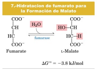 Hidratos de carbono