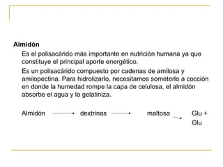 Almidón Es el polisacárido más importante en nutrición humana ya que constituye el principal aporte energético. Es un polisacárido compuesto por cadenas de amilosa y amilopectina. Para hidrolizarlo, necesitamos someterlo a cocción en donde la humedad rompe la capa de celulosa, el almidón absorbe el agua y lo gelatiniza. Almidón dextrinas maltosa Glu + Glu 