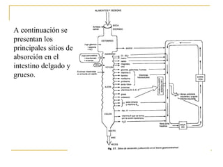 A continuación se presentan los principales sitios de absorción en el intestino delgado y grueso. 