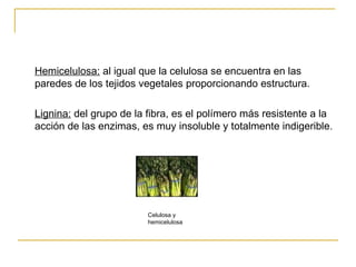 Hemicelulosa:  al igual que la celulosa se encuentra en las paredes de los tejidos vegetales proporcionando estructura.  Lignina:  del grupo de la fibra, es el polímero más resistente a la acción de las enzimas, es muy insoluble y totalmente indigerible.  Celulosa y hemicelulosa 