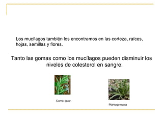 Los mucílagos también los encontramos en las corteza, raíces, hojas, semillas y flores. Tanto las gomas como los mucílagos pueden disminuir los niveles de colesterol en sangre. Goma -guar Plántago ovata 