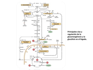 Principales vías y
regulación de la
gluconeogénesis y la
glucólisis en el hígado.
 