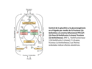 Control de la glucólisis y la gluconeogénesis
en el hígado por medio de la fructosa 2,6-
bisfosfato y la enzima bifuncional PFK-2/F-
2,6-Pasa (6-fosfofructo-2-cinasa/ fructosa
2,6-bisfosfatasa). (PKF-1, fosfofructocinasa-
1 [6-fosfofructo-1-cinasa]; F-1,6-pasa,
fructosa 1,6-bisfosfatasa.) Las flechas
onduladas indican efectos alostéricos.
 