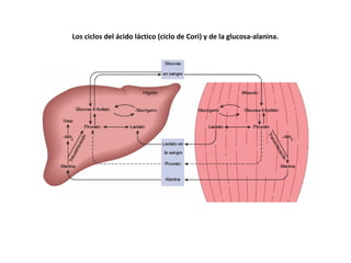 Los ciclos del ácido láctico (ciclo de Cori) y de la glucosa-alanina.
 