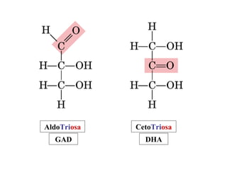 CetoTriosa
DHA
AldoTriosa
GAD
 