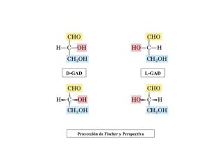 Proyección de Fischer y Perspectiva
D-GAD L-GAD
 