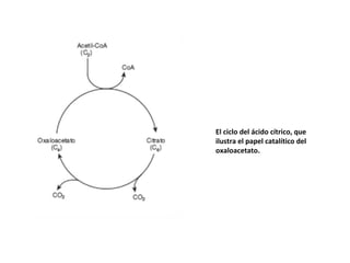 El ciclo del ácido cítrico, que
ilustra el papel catalítico del
oxaloacetato.
 